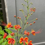 বালি ঘড়ি