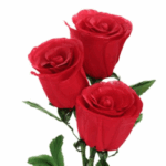 গোলাপ মেহফিল